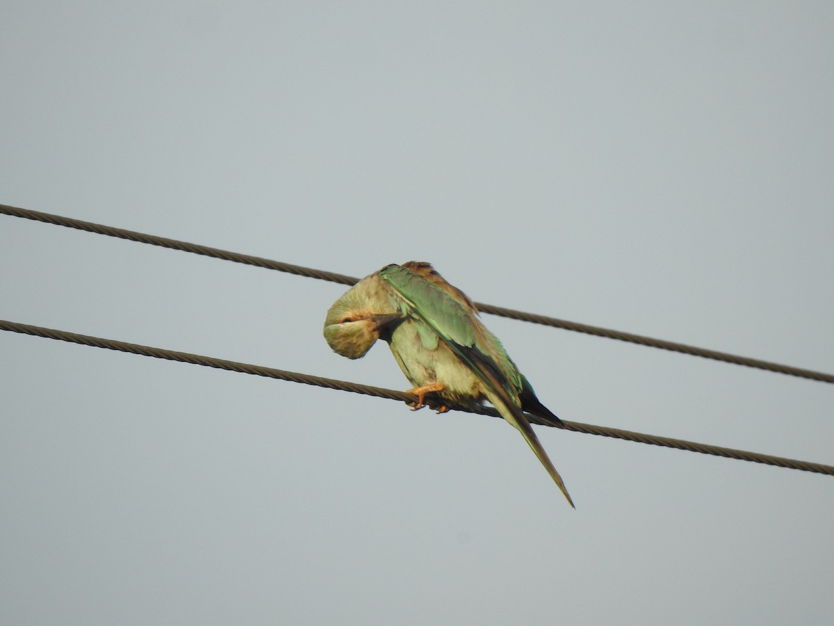 European Roller - Selvaganesh K