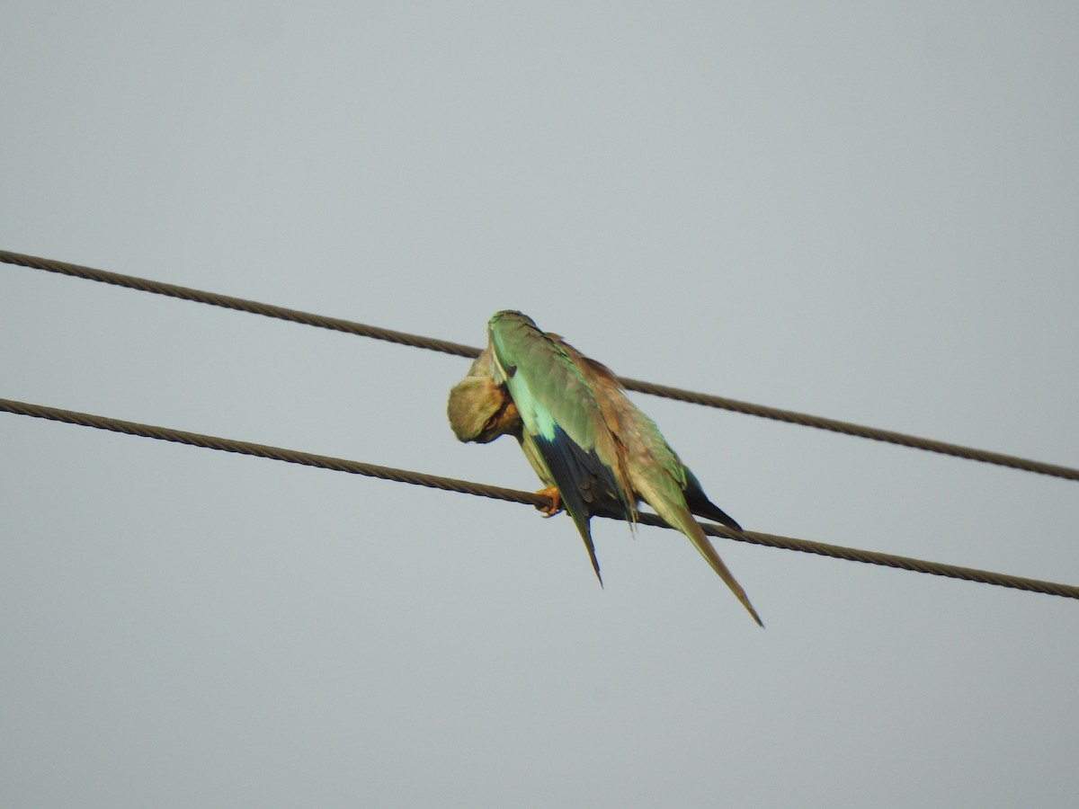 European Roller - Selvaganesh K