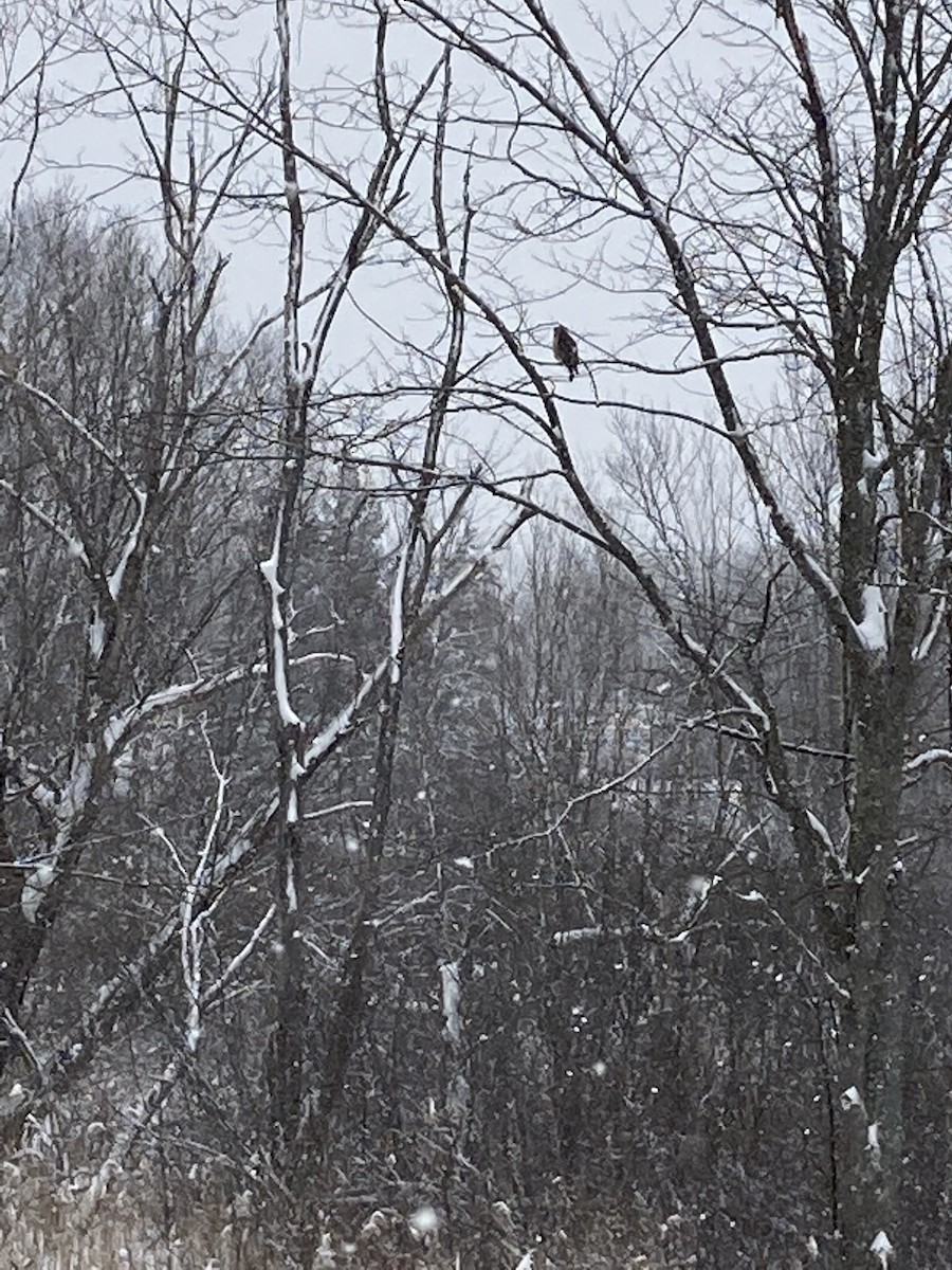 Cooper's Hawk - ML409581061