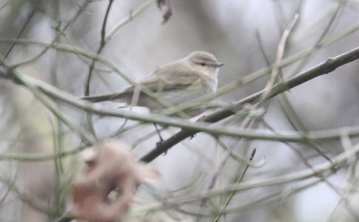 Common Chiffchaff (Siberian) - ML409581721