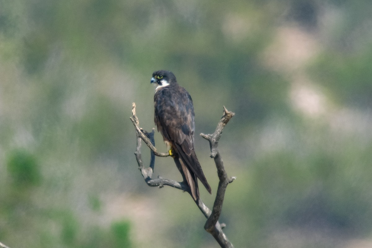 Eleonora's Falcon - Peter Kennerley