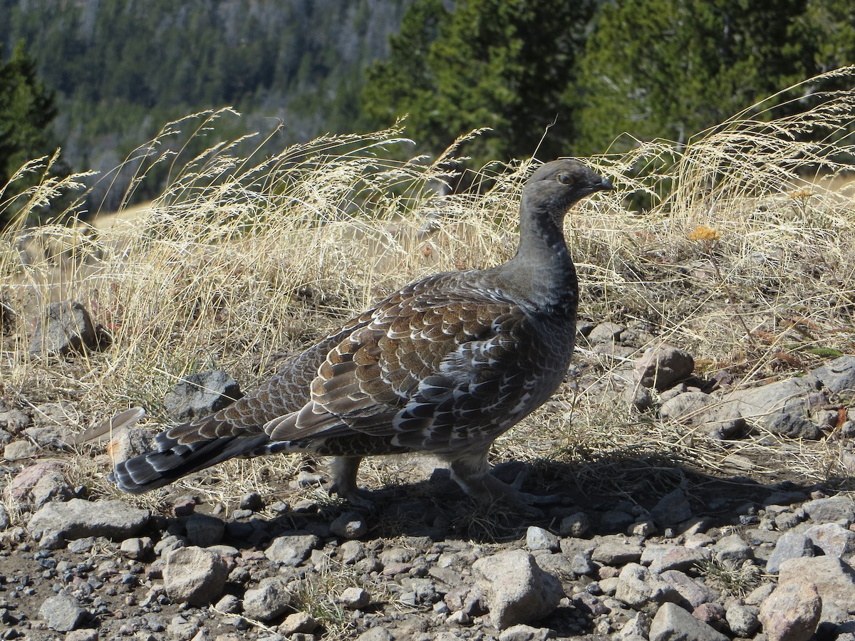 Gallo Oscuro - ML409582901