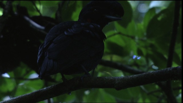 Bare-necked Umbrellabird - ML409584