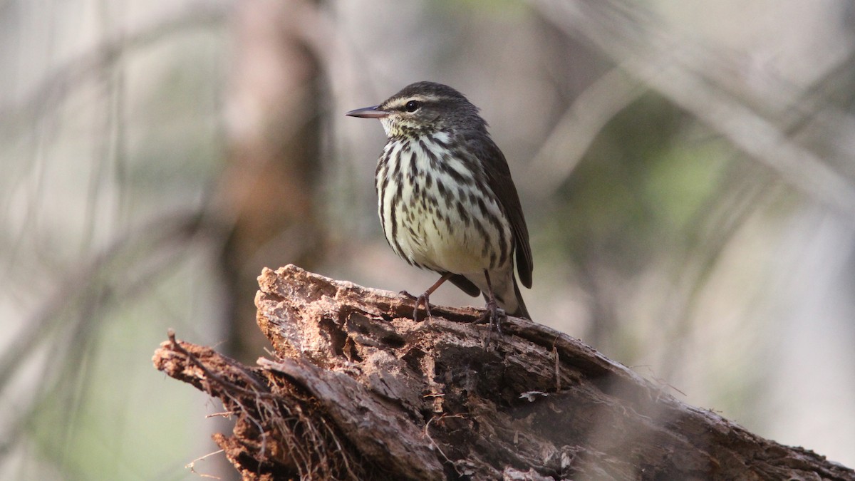 Northern Waterthrush - ML40958421