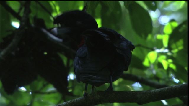 Bare-necked Umbrellabird - ML409585