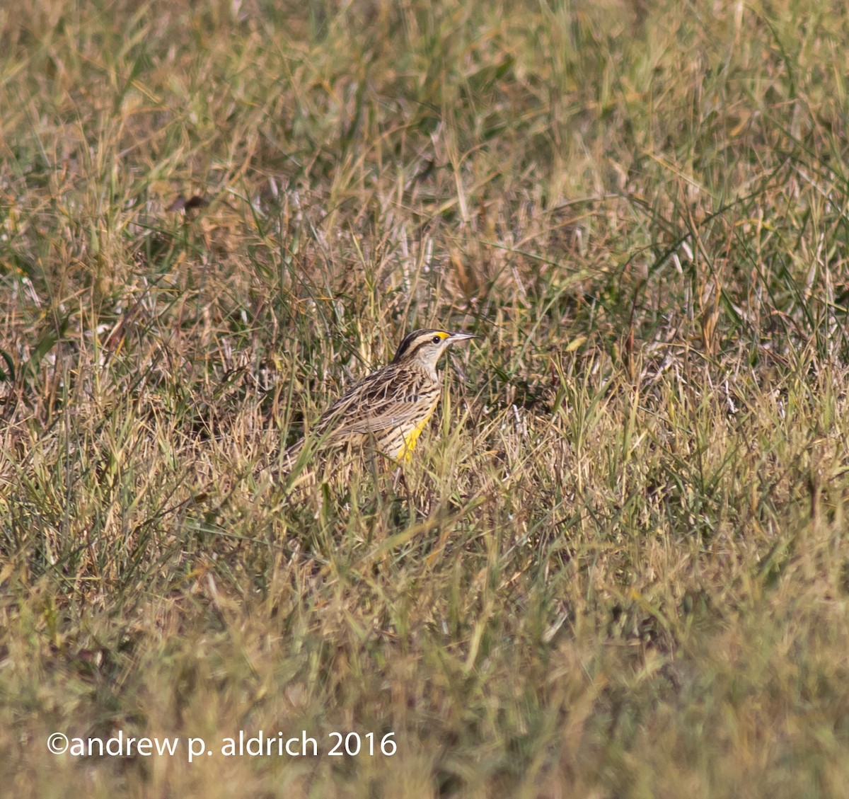 Eastern Meadowlark - ML40958691