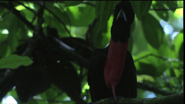 Bare-necked Umbrellabird - ML409587