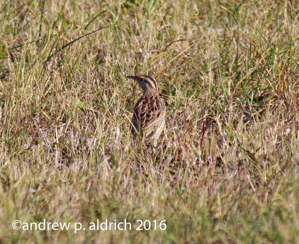 Eastern Meadowlark - ML40958701