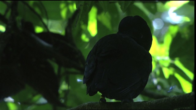 Bare-necked Umbrellabird - ML409589