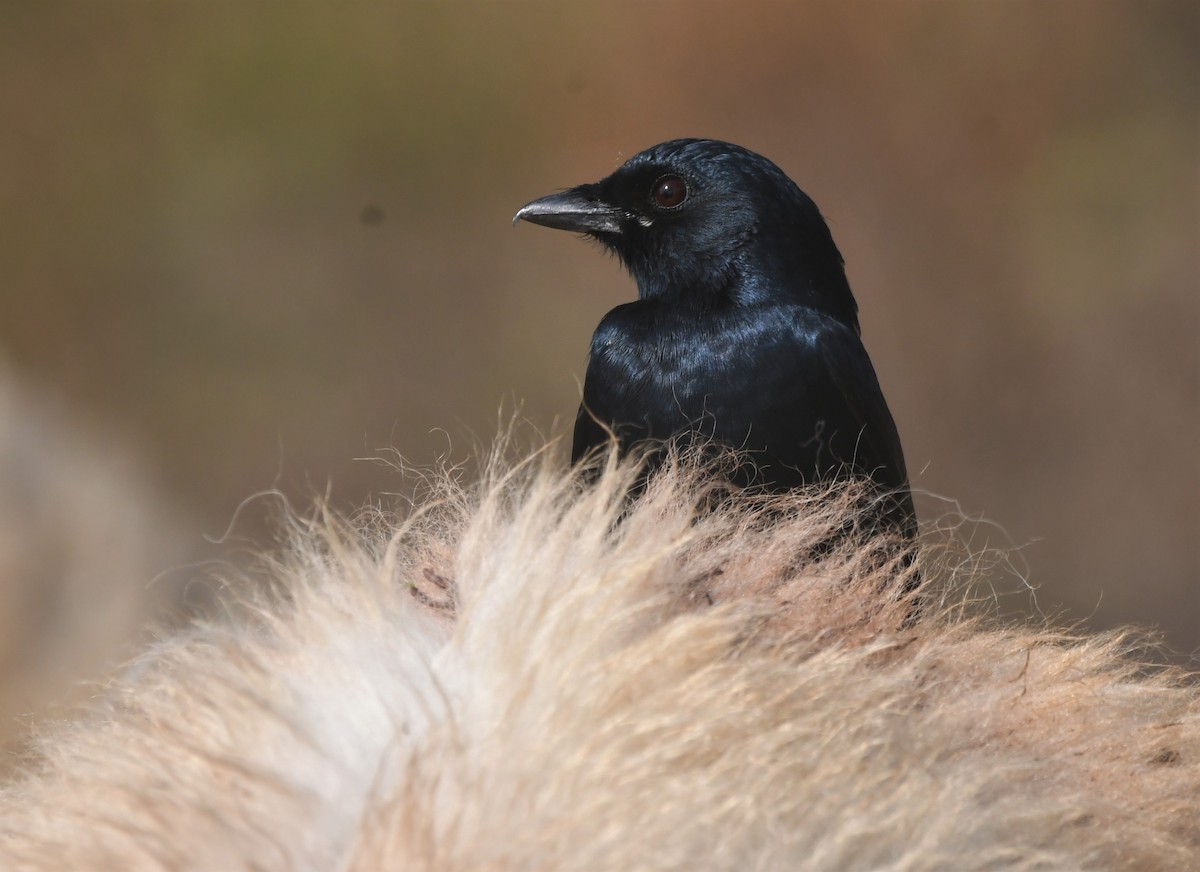 Black Drongo - ML409589461