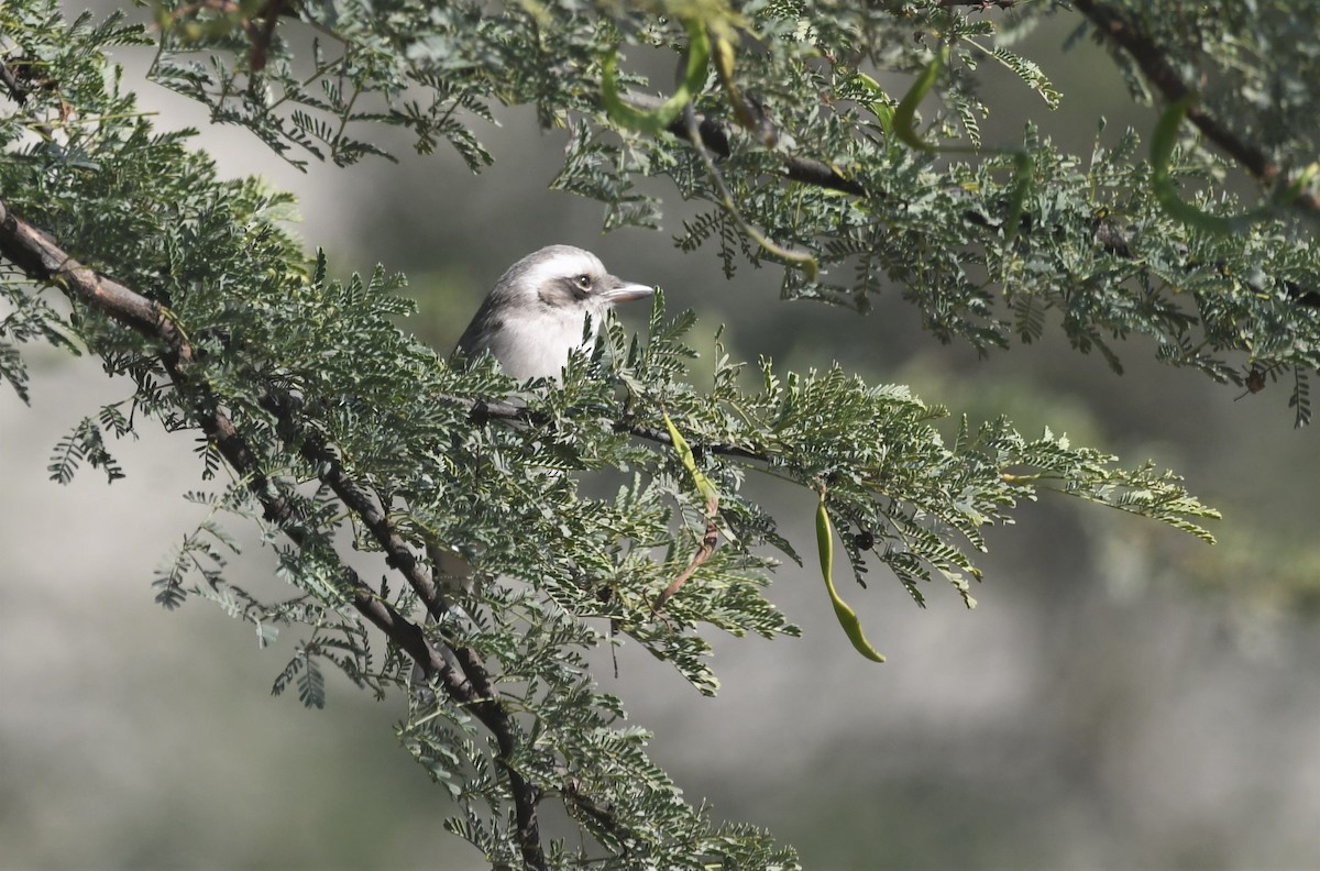 Common Woodshrike - ML409589491