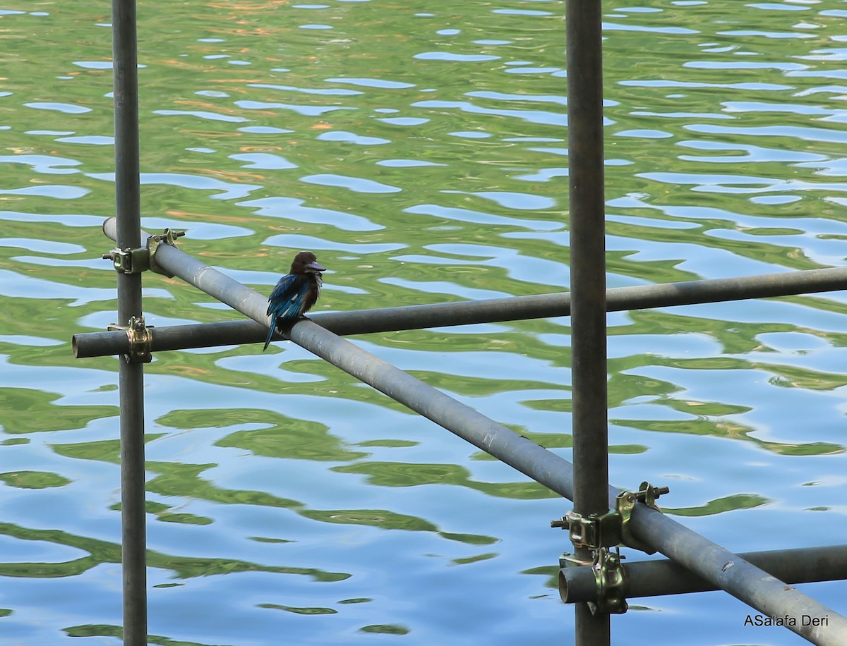 White-throated Kingfisher - Fanis Theofanopoulos (ASalafa Deri)