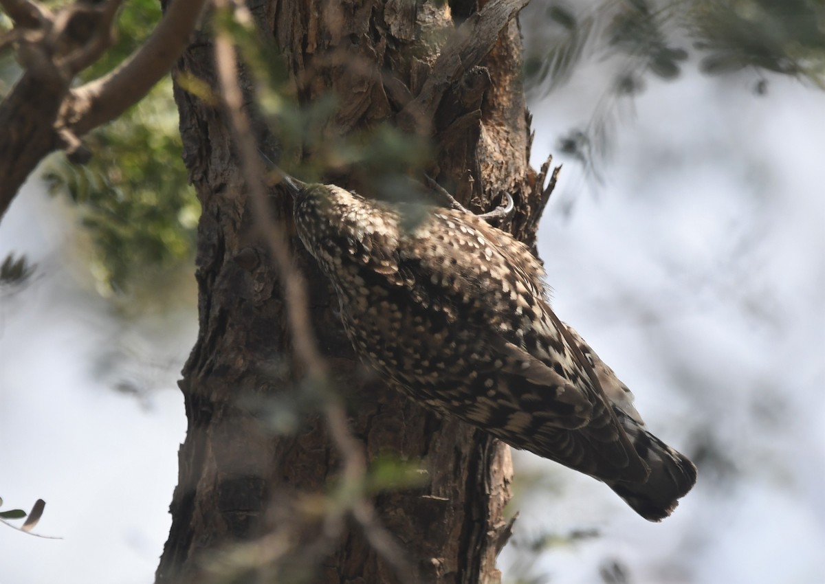 Indian Spotted Creeper - ML409589721