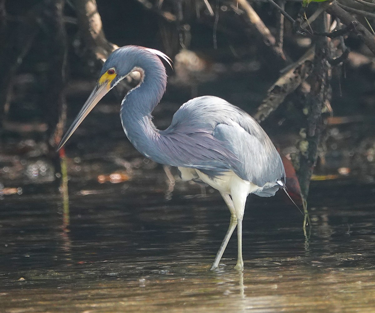 Tricolored Heron - ML409589951