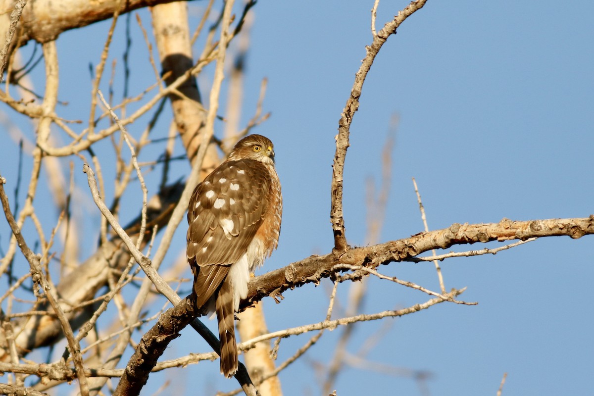 Sharp-shinned Hawk - ML409589961