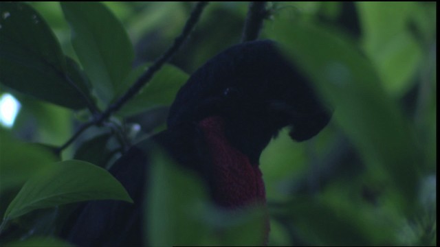 Bare-necked Umbrellabird - ML409590