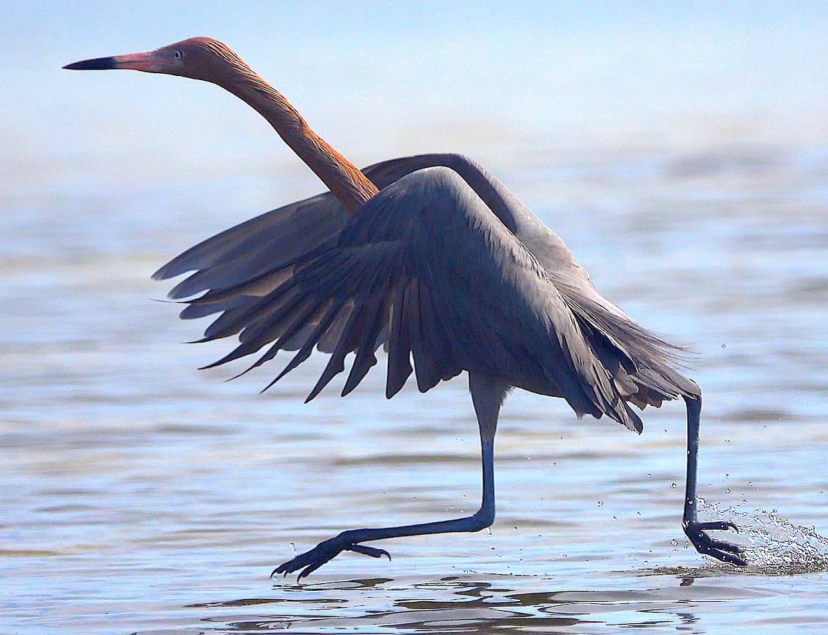 Reddish Egret - ML409590021