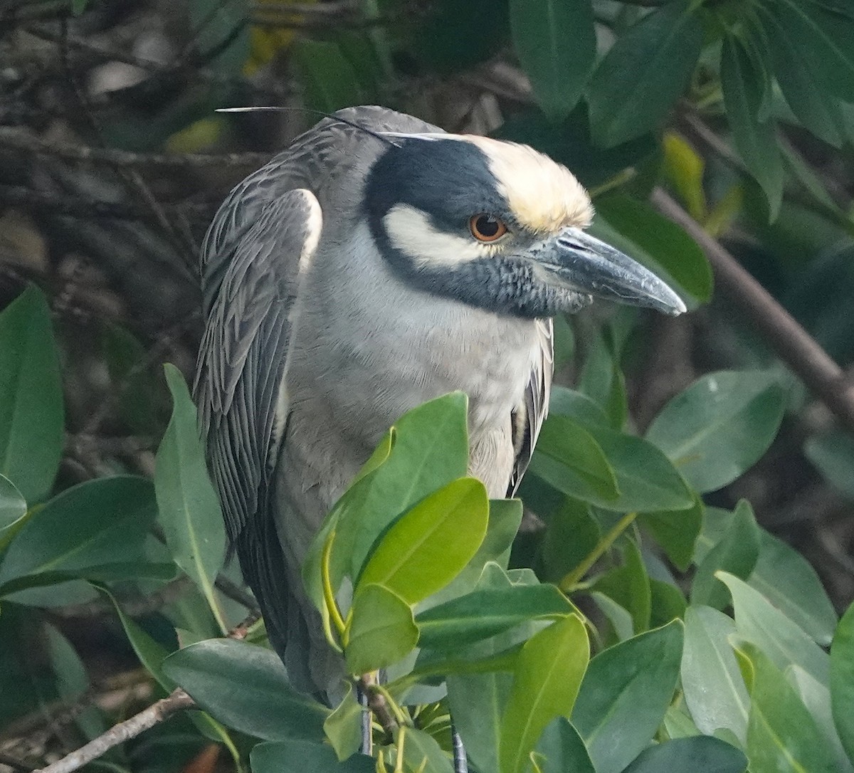 Yellow-crowned Night Heron - Tom Haggerty