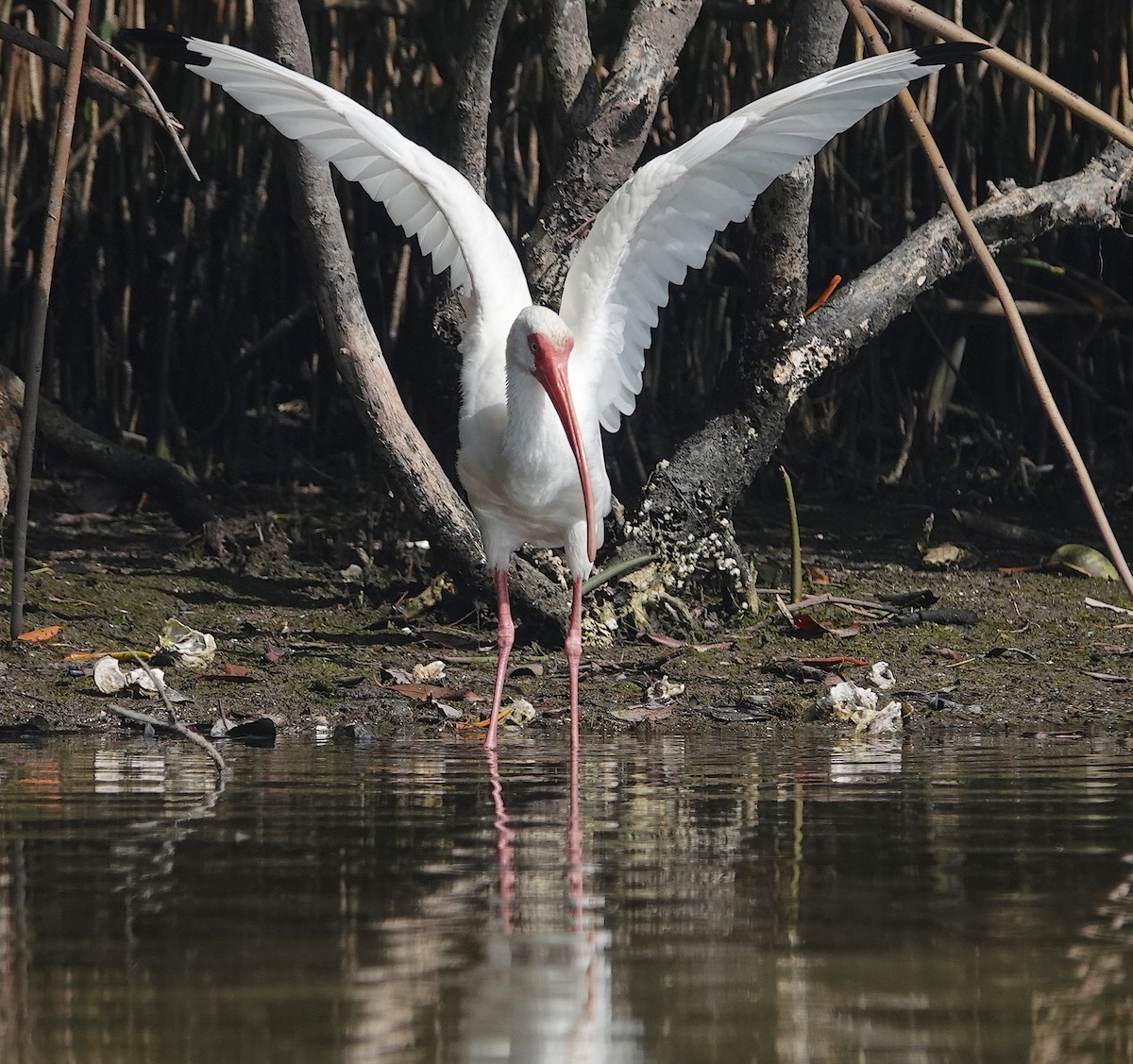 ibis bílý - ML409590251