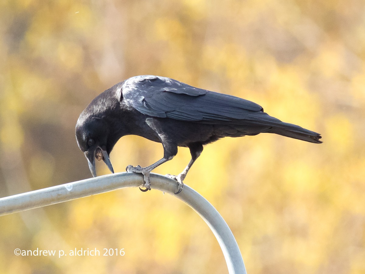 American Crow - ML40959111
