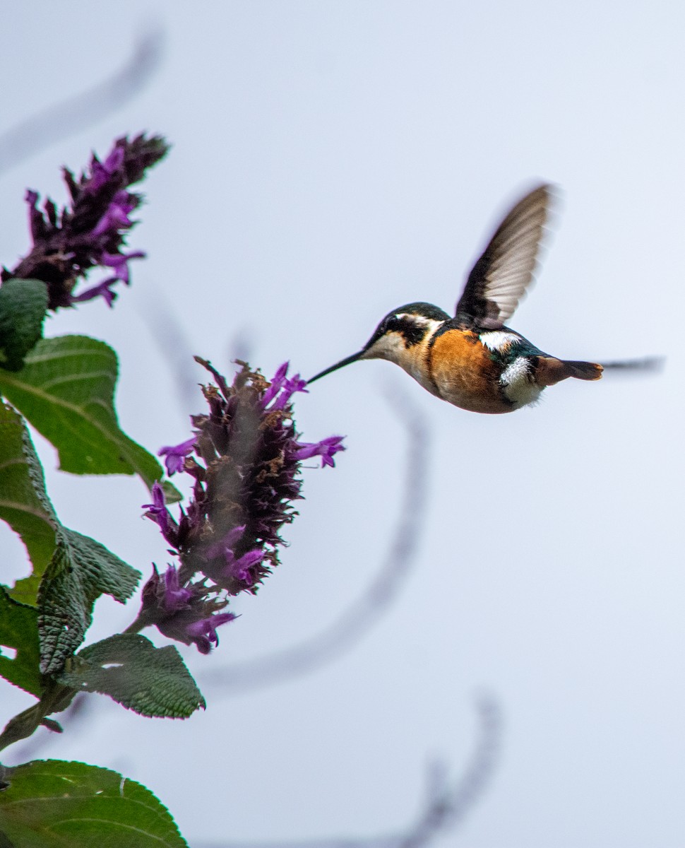 santamartakolibri - ML409591531