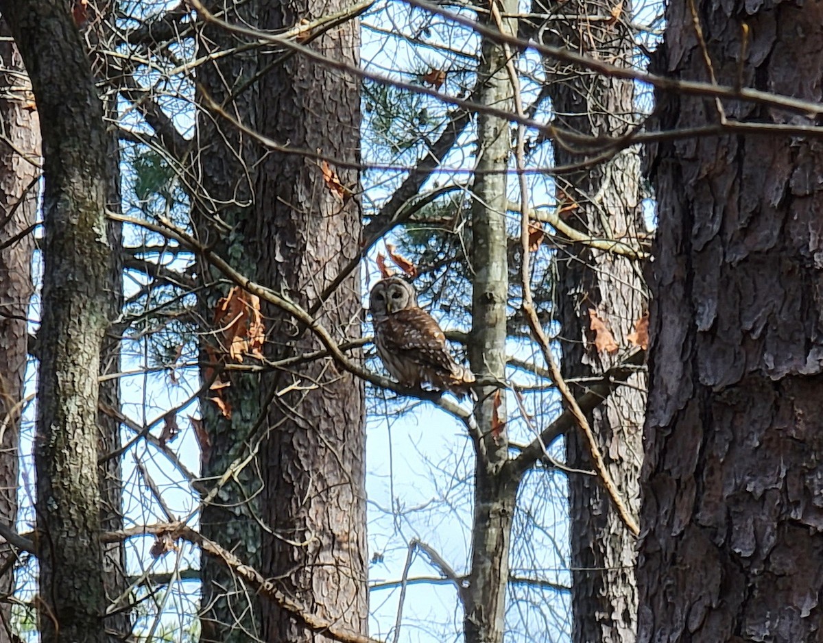 Barred Owl - ML409591691