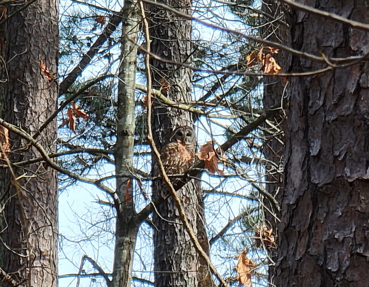 Barred Owl - ML409591711