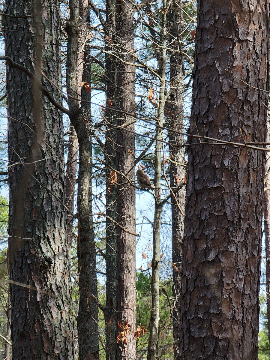 Barred Owl - ML409591821