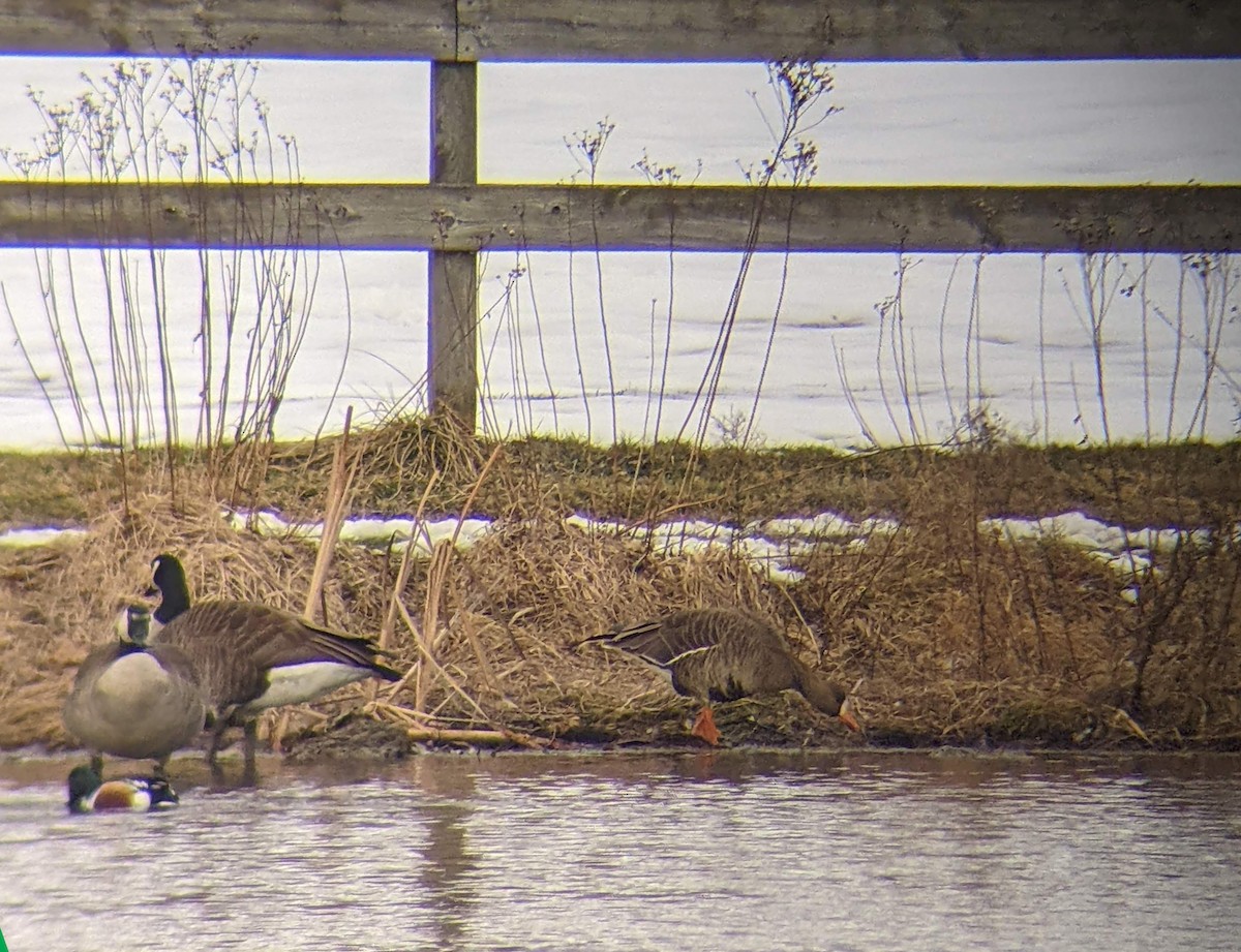 Greater White-fronted Goose - ML409592371