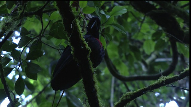 Bare-necked Umbrellabird - ML409593