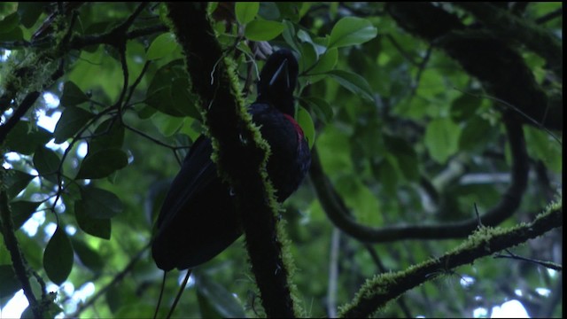 Bare-necked Umbrellabird - ML409593