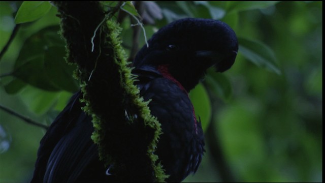 Bare-necked Umbrellabird - ML409594