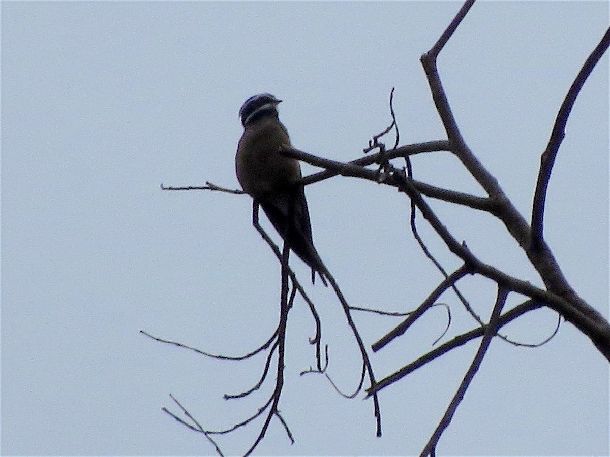 Whiskered Treeswift - ML40959451
