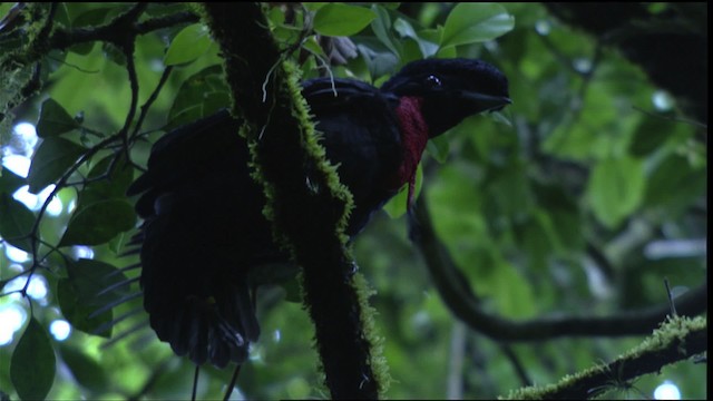 Bare-necked Umbrellabird - ML409595