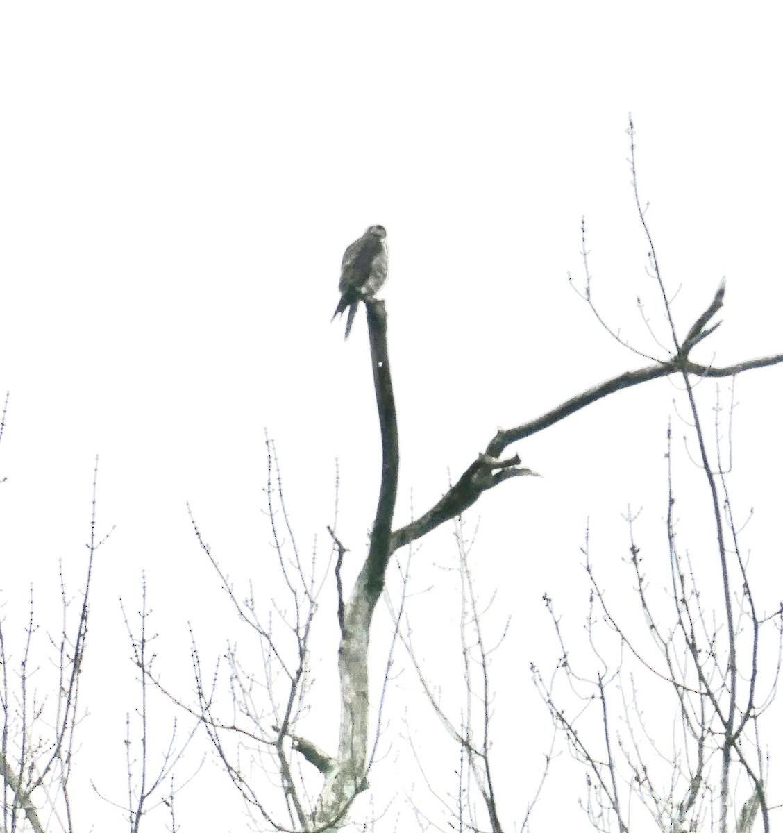 Belatz txikia - ML409595771