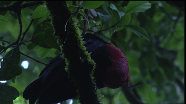 Bare-necked Umbrellabird - ML409596