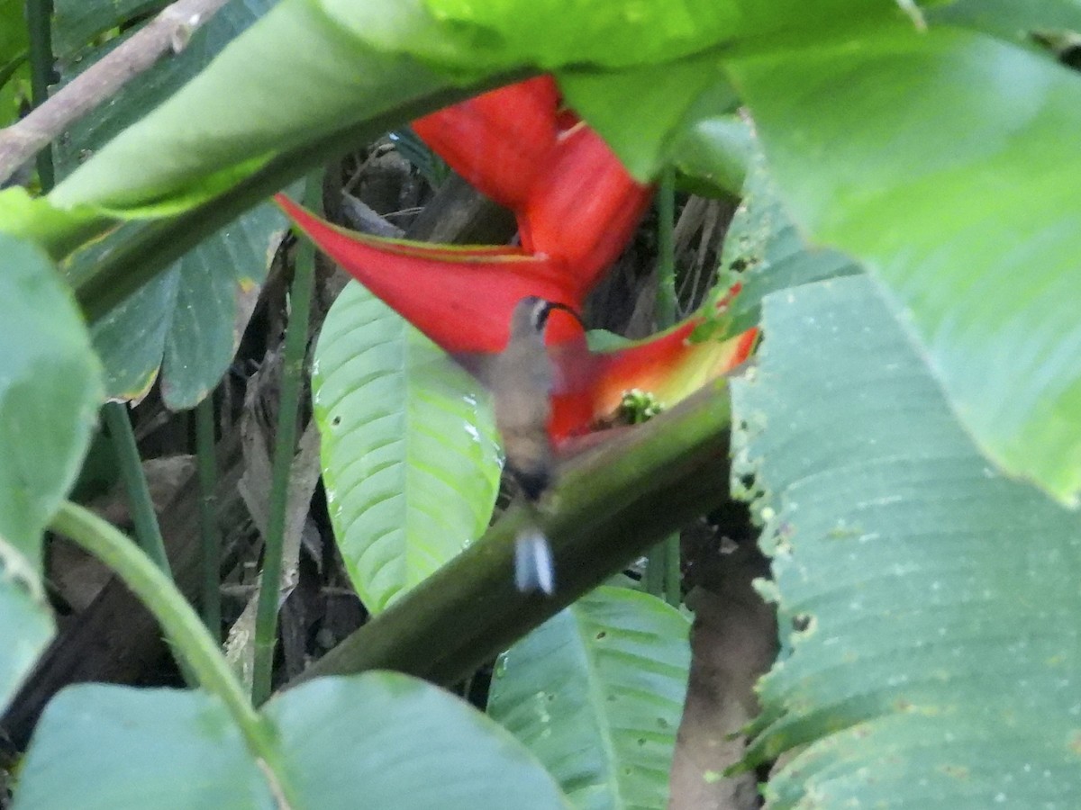 kolibřík tmavolící - ML409596481