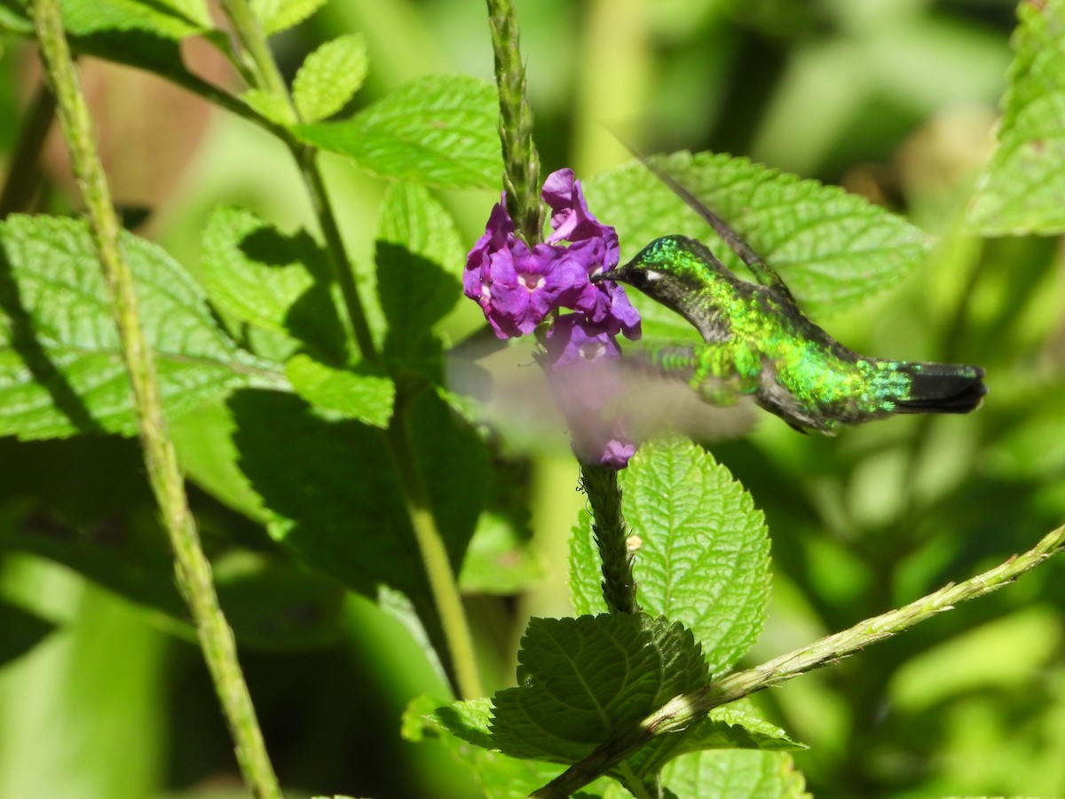 kolibřík fialovohlavý - ML409596821