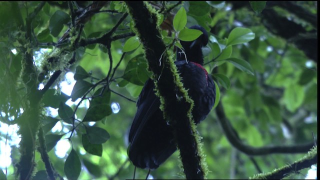 Bare-necked Umbrellabird - ML409597