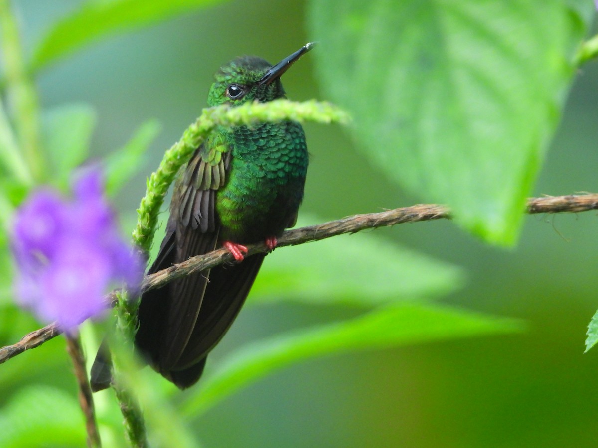 kolibřík křivozobý - ML409597021