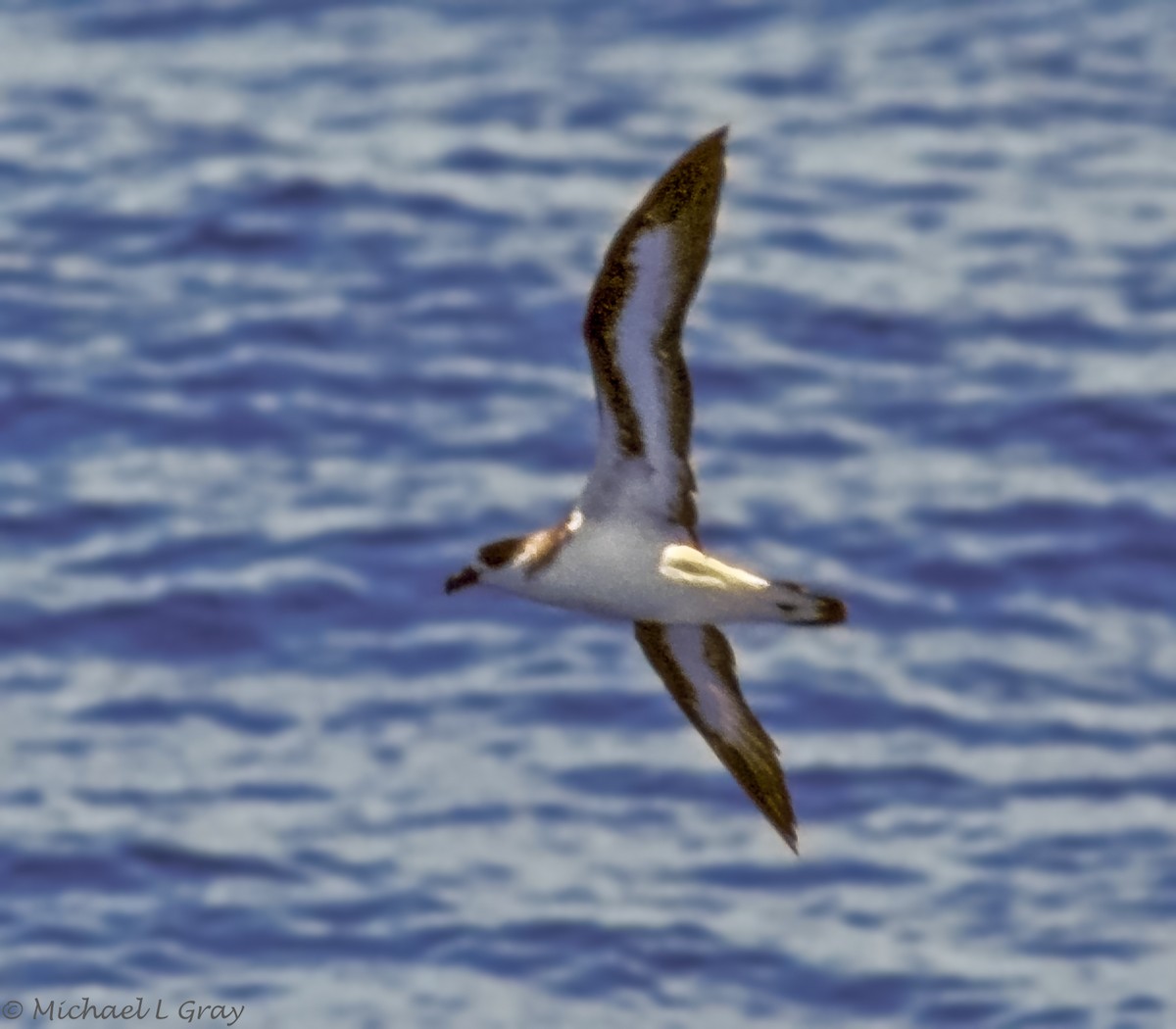 Black-capped Petrel - TBRC Accepted Records