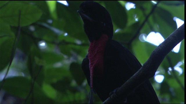 Bare-necked Umbrellabird - ML409598