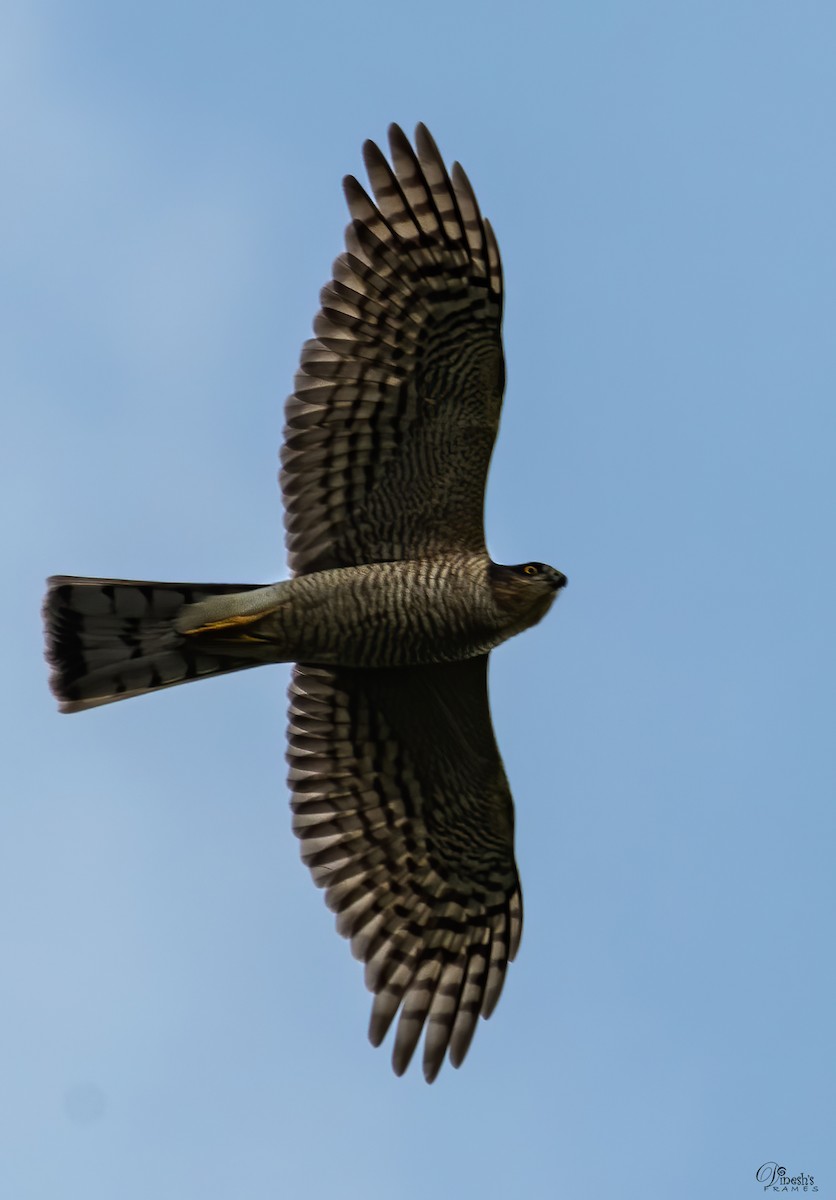 ハイタカ - ML409598201