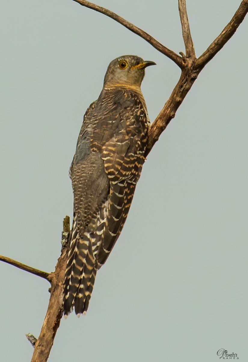 カッコウ - ML409598211