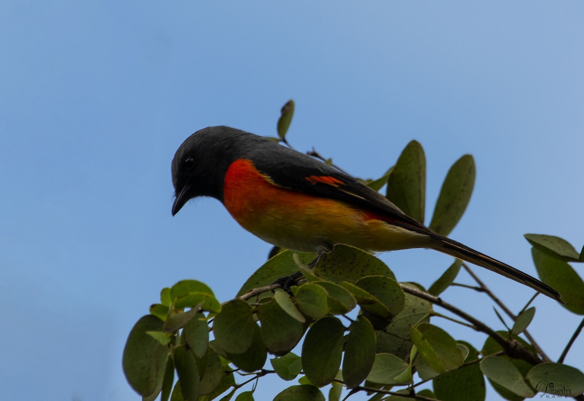 コサンショウクイ - ML409598271