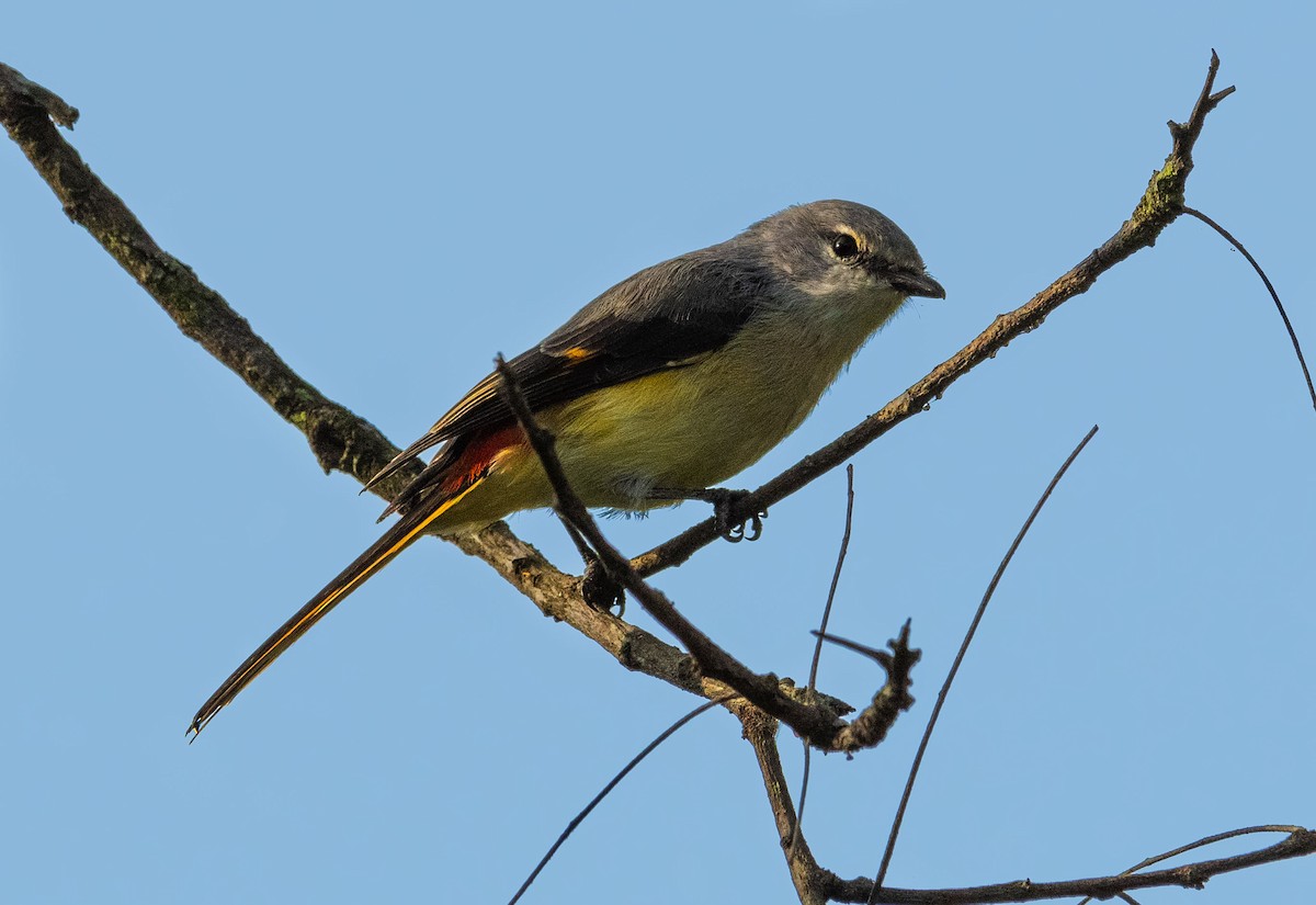 コサンショウクイ - ML409598301