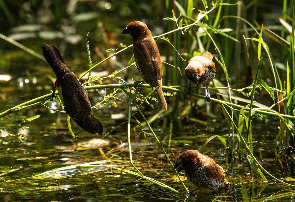 シマキンパラ - ML409598411