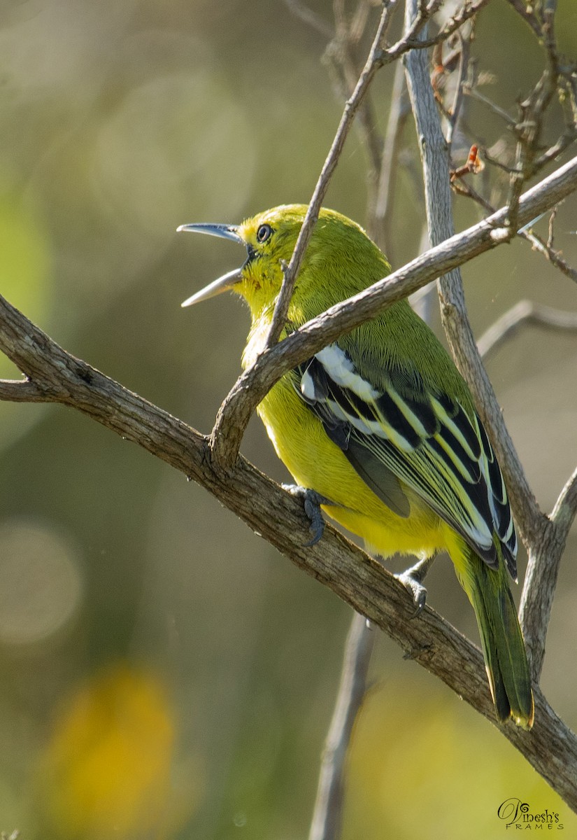 ヒメコノハドリ - ML409598551