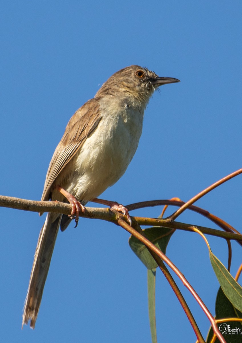 インドハウチワドリ - ML409598591