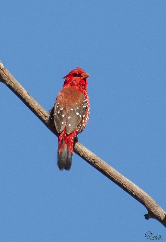 ベニスズメ - ML409598631